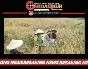 Gerakkan Ekonomi Warga Perbatasan, Satgas Pamtas Yonarmed 10/ Bradjamusti Bantu Panen Masyarakat