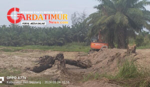 Ganasnya Mafia Galian C Ilegal Di Binjai Bakung Pantai Labu !!!! Selain Mengorek Tanah Juga Merugikan Tanaman Kelapa Sawit Warga Di Babat Habis .
