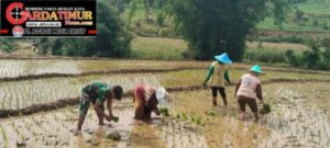 Babinsa Kodim 1409/Gowa Bantu Petani Tanam Padi, Wujud Kemanunggalan TNI-Rakyat. 