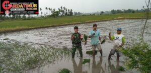 Babinsa Koramil 1409-08/Gowa Bantu Petani Tanam Padi.