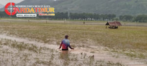 Dampak Banjir di Gowa: Camat Pattallassang Pantau Warga, Petani Gagal Panen, Minta Bantuan Menteri Pertanian