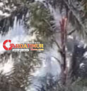 Akibat Petir Menyambar Pohon Aren, Aliran Listrik di Sejumlah Rumah Warga Parungnge Lingkungan Babara Terputus