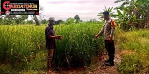 Bhabinkamtibmas Desa Sawakung Beba Kunjungi Lahan Pertanian, Dukung Ketahanan Pangan Lokal.