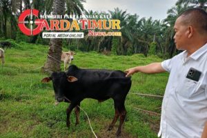 Dana BUMDes Mandiri Sejahtera Rp163 Juta di Batu Lokong Jadi Sorotan