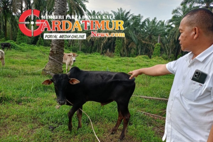 Dana BUMDes Mandiri Sejahtera Rp163 Juta di Batu Lokong Jadi Sorotan