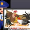 Polres Palopo Tutup Mata Terhadap Maraknya Judi Sabung Ayam di Palopo Diduga ada Bekingan Oknum APH Polres Palopo.